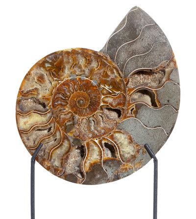 Ammonite Cleoniceras sp.