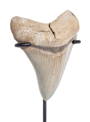 Collector quality megalodon tooth 8,4 cm (3.31