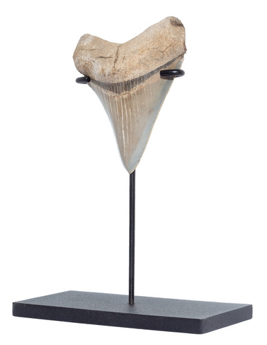 Collector quality megalodon tooth 8,4 cm (3.31