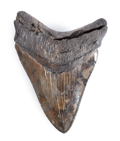 Collector quality megalodon tooth 13,5 cm (5.31