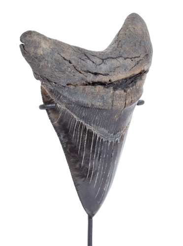 Collector quality megalodon tooth 13,5 cm (5.31