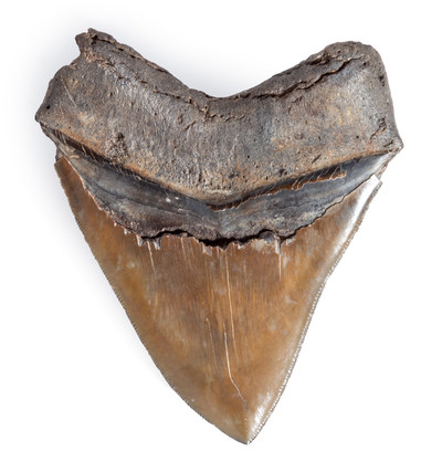  Collector quality megalodon tooth 11,3 cm (4.45