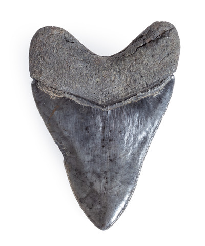 Collector quality megalodon tooth 12 cm (4.72