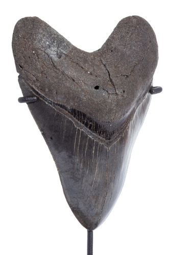 Collector quality megalodon tooth 12 cm (4.72