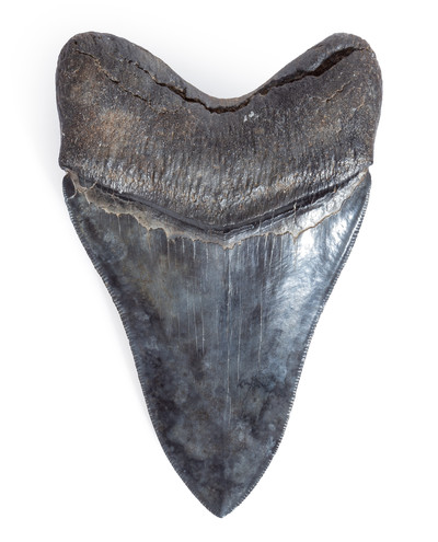 Collector quality megalodon tooth 11,7 cm (4.61