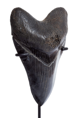 Collector quality megalodon tooth 11,7 cm (4.61