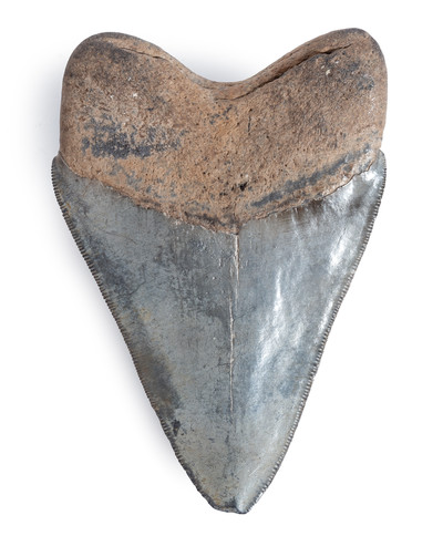 Collector quality megalodon tooth 10,8 cm (4.25