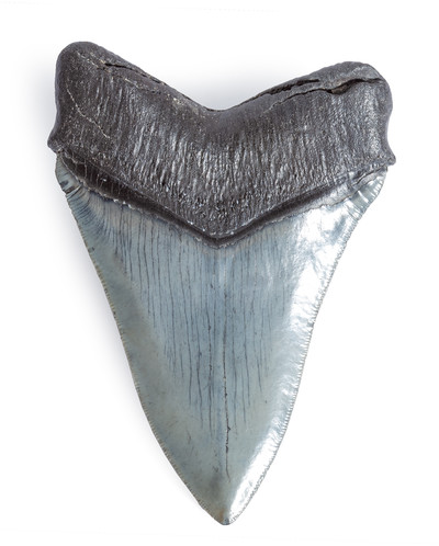 Collector quality megalodon tooth 11,3 cm (4.45