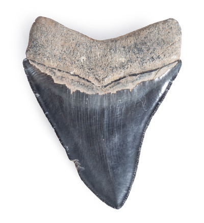 Collector quality megalodon tooth 9,6 cm (3.78