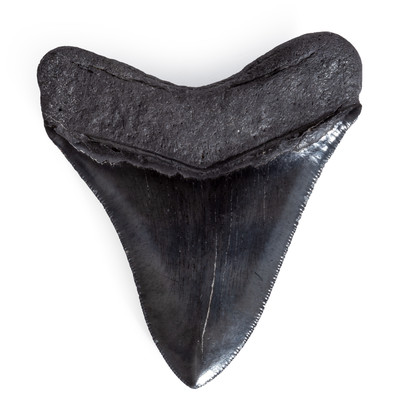 Collector quality megalodon tooth 9,6 cm (3.78