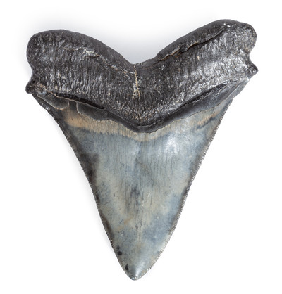 Collector quality megalodon tooth 12,2 cm (4.8