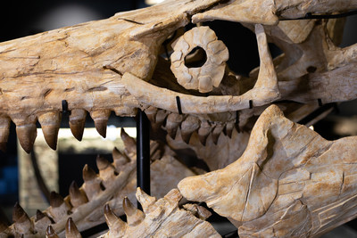 Prognathodon sp. skull