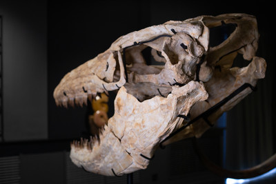 Prognathodon sp. skull