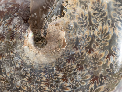 Ammonite Phylloceras sp.