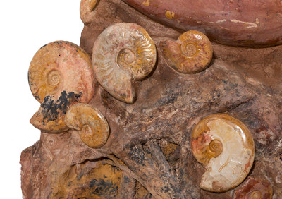Ammonites Нammatoceras sp.