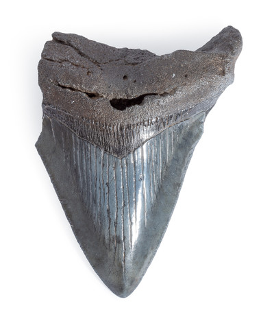 Megalodon tooth 10,3 cm (4.06