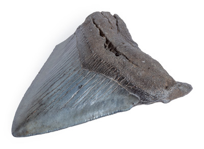 Megalodon tooth 10,3 cm (4.06