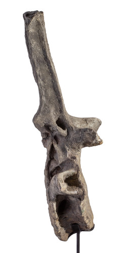 Apatosaurus vertebra