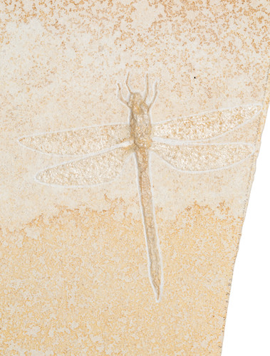 Dragonfly Protolindenia wittei 