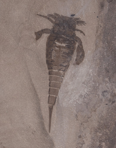 Racoscorpion Eurypterus remipes