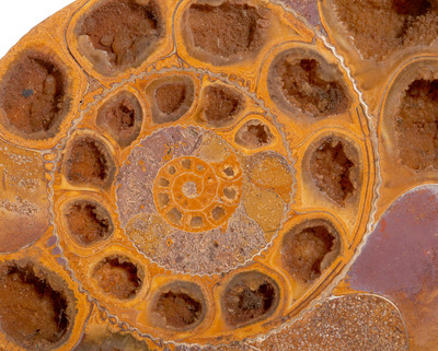 Ammonite Perisphinctes sp. 