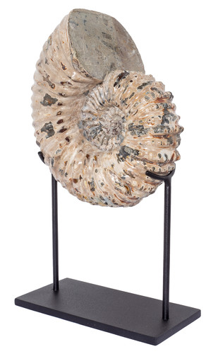 Ammonite Douvilleiceras mammilatum