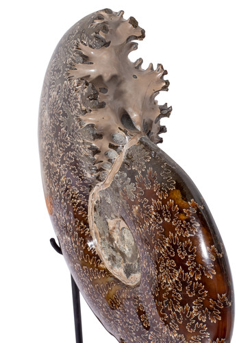 Ammonite Cleoniceras sp.