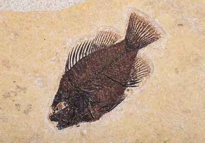 Fish Priscacara sp. 