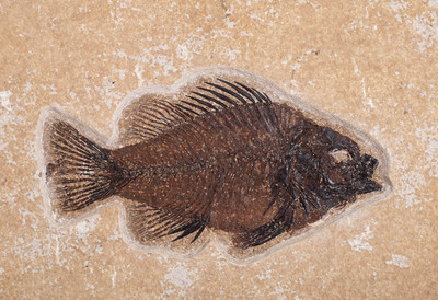Fish Priscacara sp. 