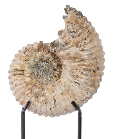 Ammonite Douvilleiceras mammilatum 