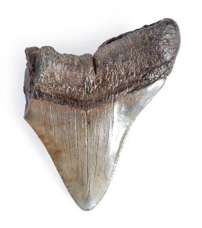 Megalodon tooth 10,5 cm (4.13