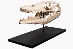  Prognathodon sp. skull