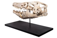  Prognathodon sp. skull