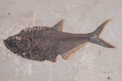 Fish Diplomystus sp.