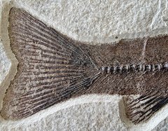 Fish Notogoneus osculus 