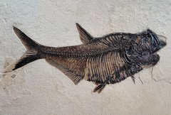Fish Diplomystus sp.