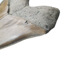 Museum quality megalodon tooth 16 cm (6.29