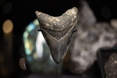 Museum quality megalodon tooth 11,4 cm (4.49