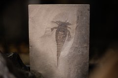 Racoscorpion Eurypterus remipes