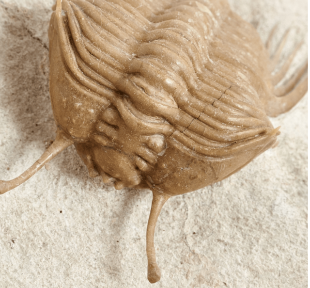 Trilobites