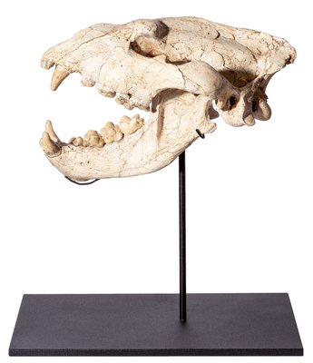 Adcrocuta skull